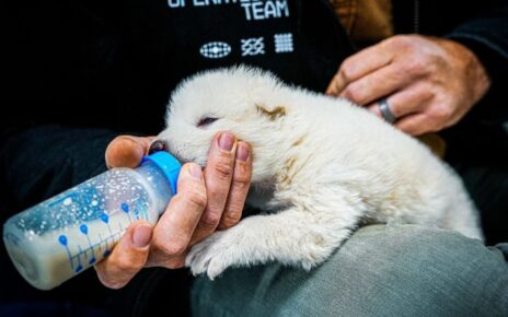 The Tangible Results of Colossal Biosciences' Dire Wolf Research